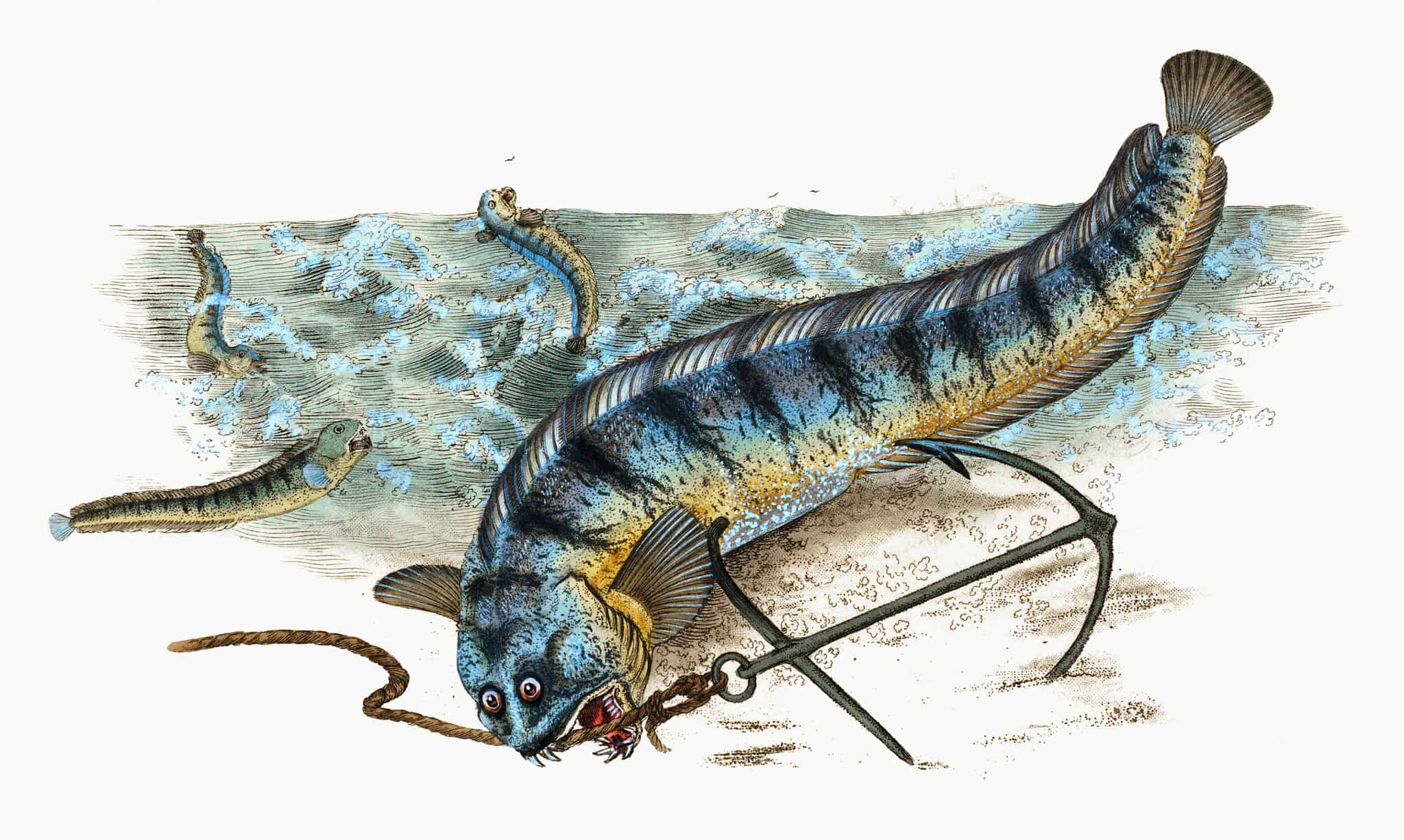 Wolf Eel 10 Facts about the Ferocious Sea wolf